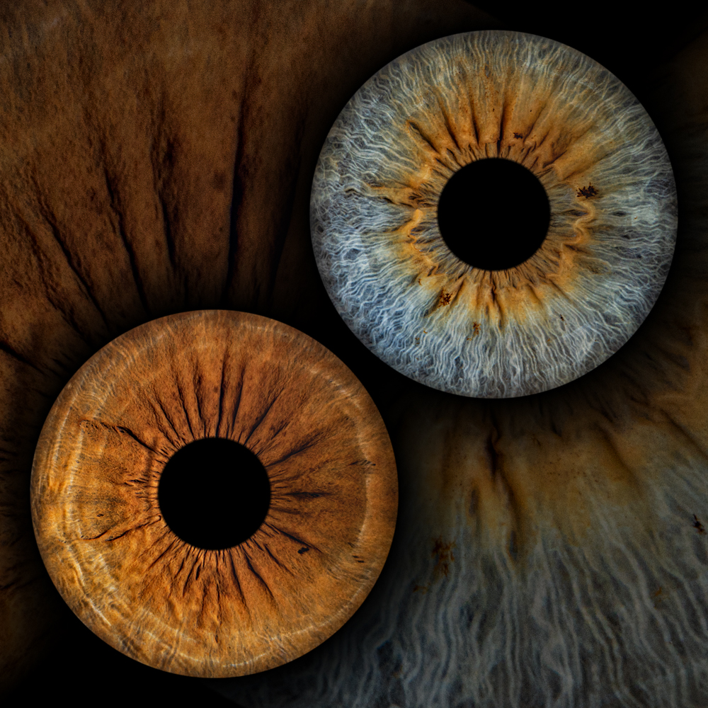 Two irises, one warm amber and one cool blue‑grey, arranged diagonally against a split warm and cool background