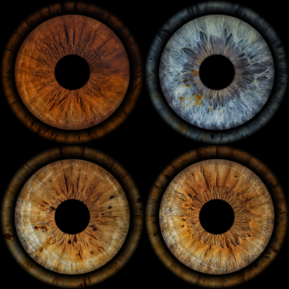 Four irises arranged in a grid, three warm tones and one cool blue‑grey